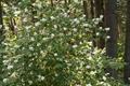 Philadelphus Lewisii